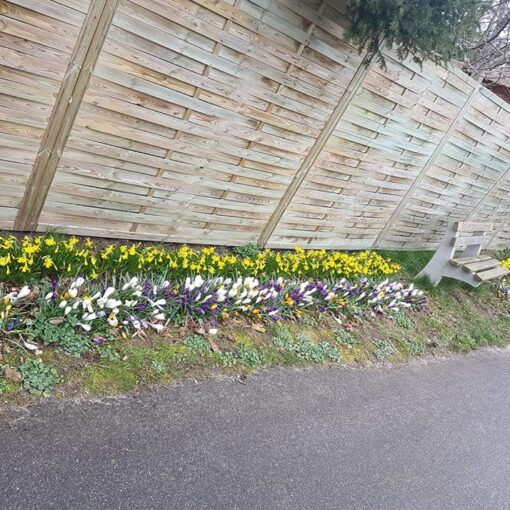 Blumen blühen in Großenwiehe