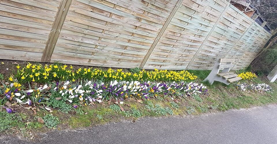 Blumen blühen in Großenwiehe