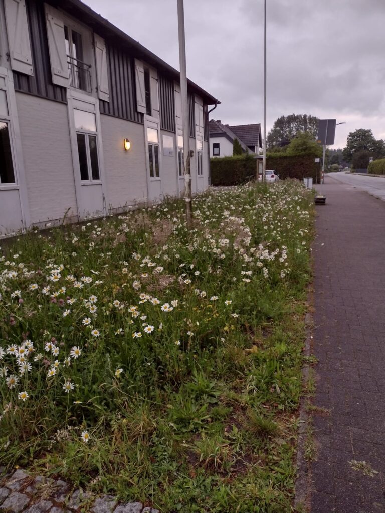 Blühwiese im Sommer vor der ersten Mahd